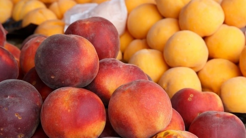 El factor de transcripción PpERF.E3 regula la maduración y el ablandamiento del fruto del melocotón al mediar la biosíntesis de etileno y la degradación de la pared celular Bea melocoton gen.jpg